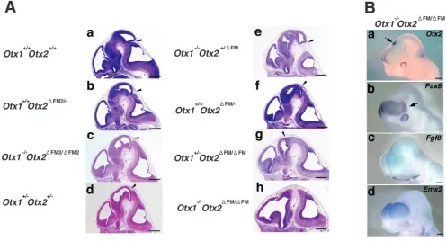 Fig. 7. Cooperation between Otx1Otx1Otx1 and Otx2 under FM and FM2 enhancers. (A) Histological features of a series of double mutants at E12.5; thegenotype of each mutant is indicated at the left