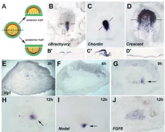 Fig. 1. Spontaneous initiation of axis formation inisolated embryo fragments. (A-D) When a pre-