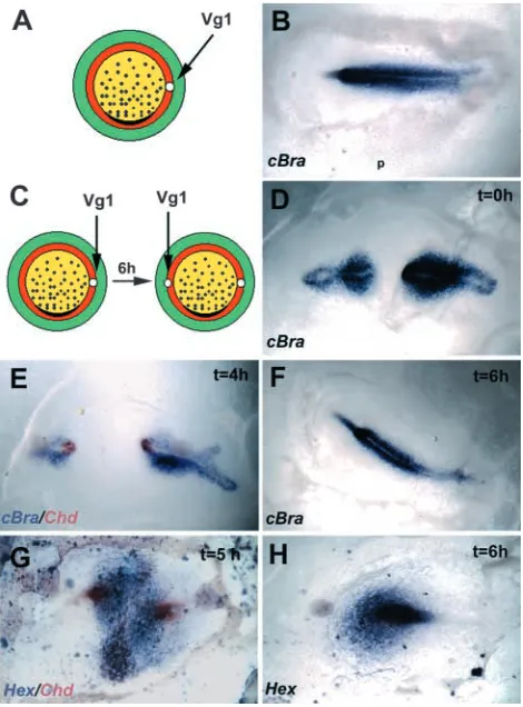 Fig. 3. Vg1 can rescue the ability of the anterior half of an olderembryo to form an axis