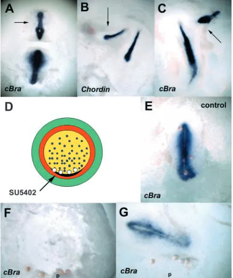 Fig. 5. A role for FGF in primitive streak formation. In gain-of-function experiments (A-C), misexpression of FGF4 (or FGF8, notshown) initiates the formation of an ectopic primitive streak in intactembryos at pre-streak stages (A,B) as well as at stage 3 