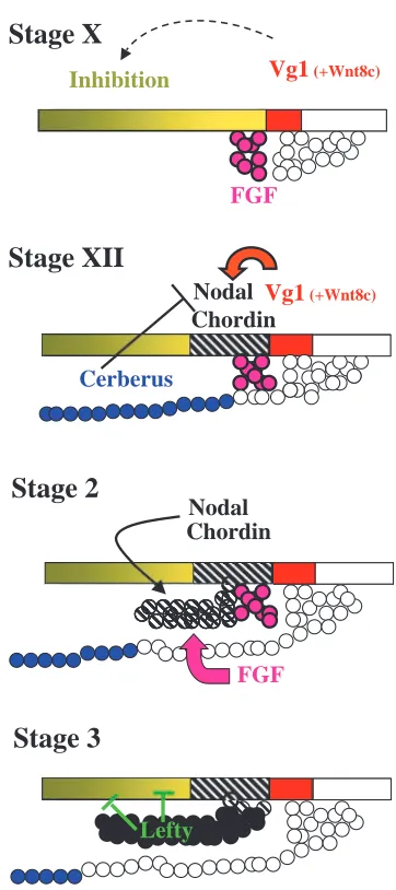 Fig. 7. Cell interactions during primitive streak formation. Theexpresses the inhibitor Lefty (green) which further blocks Nodalsignalling