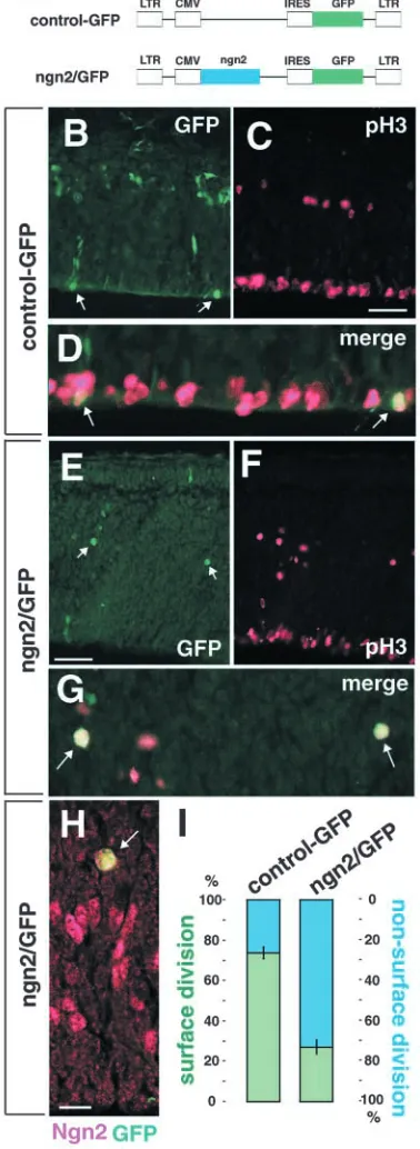 Fig. 7. NS-divisions induced by retrovirus-mediated Ngn2expression. (A) Retroviral vectors used in this study