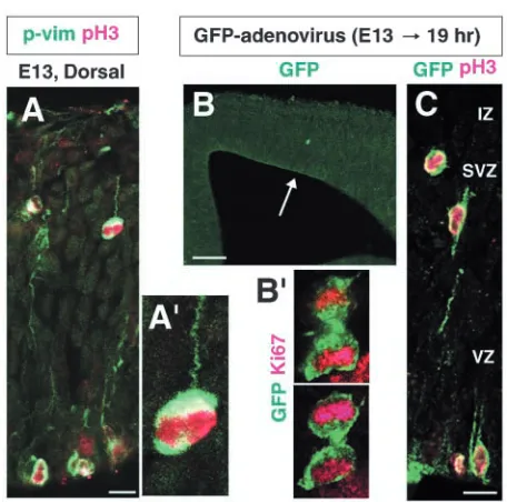 Fig. 3. Morphology and origin of NS-divisions in vivo. (A) Doublesections from embryos infected with GFP-adenovirus demonstratesGFPGFP-adenovirus injection into the lateral ventricle 19 hours earliervisualized under a ﬂuorescent microscope
