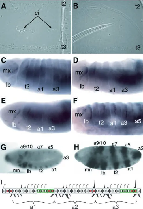 Fig. 1. DISCO and DFD are required for maxillary identity. (A) Inotherwise normal embryos, ectopic DFD, which is driven by prd-Gal4 in this example, induced maxillary structures in the trunksegments
