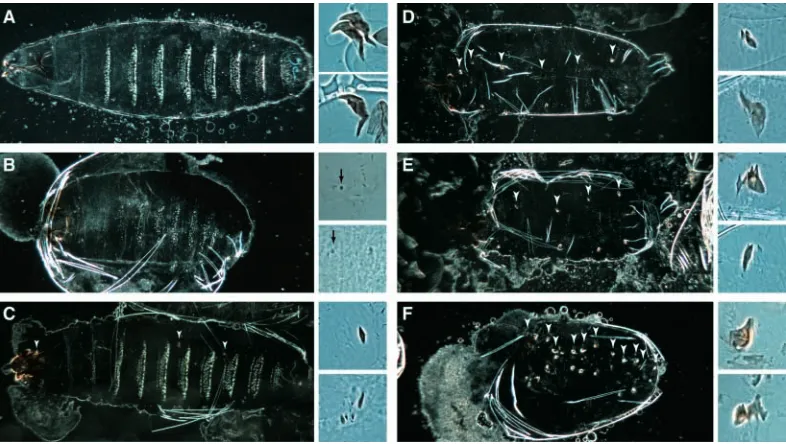 Fig. 2. Trunk to gnathal transformation is more complete in consistent transformation