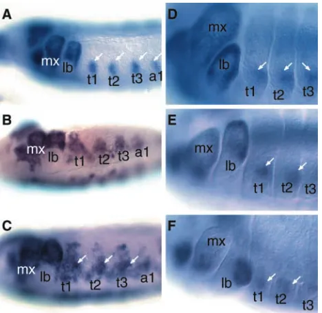 Fig. 3. The role of TSH in epidermis of the gnathal lobes. However, staining increases in thecentral region of the mandibular, maxillary and labial lobes