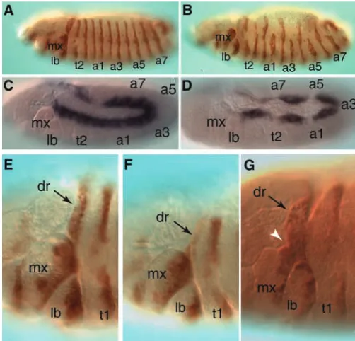 Fig. 5. Dorsal closure is blocked by prd→disco expression. (A) Inwild-type stage 13 embryos, note the dorsoventral stripes of ENmarking the posterior compartment of each segment