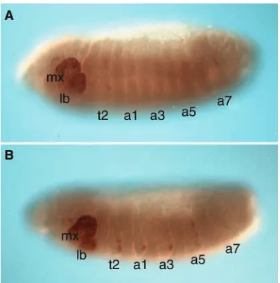 Fig. 7. Activation of the SCR target gene PB by ectopicallyaffected segments. The embryo shown was chosen because it wasamong the most strongly staining for PB accumulation
