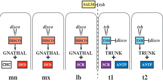 Fig. 8. An interactive hierarchy of zinc-ﬁnger transcription factors establishestrunk and gnathal/head segment types