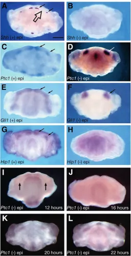 Fig. 1. Expression of Shh pathway genes in the murine mandibularprocess. E11.5 mandibular explants cultured for 24 hours in thepresence (A,C,E,G) or absence (B,D,F,H) of epithelium