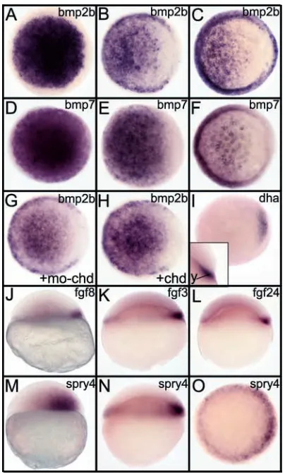 Fig. 1. Dorsal clearance of Bmp gene transcripts and concomitantis restricted to the yolk syncytial layer (y)