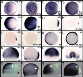 Fig. 6. Fgf-mediated restriction of Bmp gene expression is essential forexpanded compared with wild type