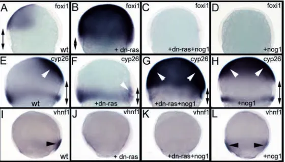 Fig. 7. Inhibition of Bmp signalling restores the ectodermalDV patterning in Fgf-depleted embryos