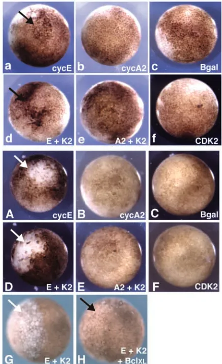 Fig. 1. Activation of H1 kinase activity by overexpression of cyclinsand cdk2. RNA encoding cyclin E alone or with cdk2, cyclin A2alone or with cdk2, or cdk2 alone were injected into fertilised eggsand allowed to develop until stage 8