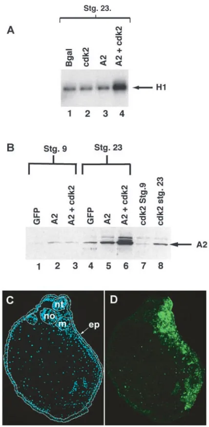 Fig. 4. Cyclin A2/cdk2 overexpression is sustained throughout earlydevelopment. (A) Embryos were injected with RNA encoding cdk2,cyclin A2, cyclin A2 with cdk2, or Bgal as a control