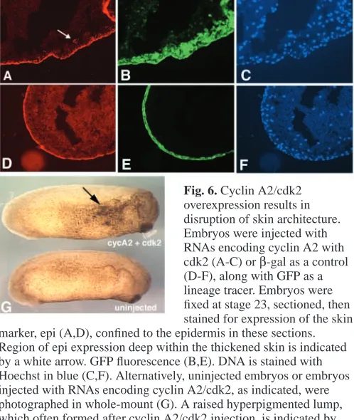 Fig. 6. Cyclin A2/cdk2overexpression results in