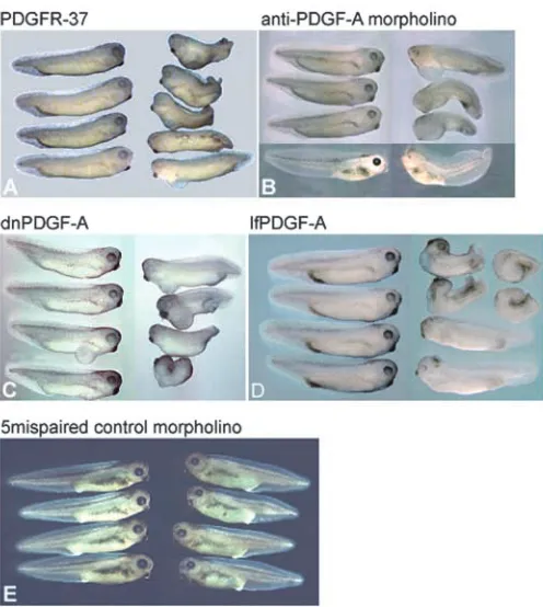 Fig. 7. Larval phenotypes after interference with PDGF signaling.Embryos injected at the four-cell stage with dominant negativePDGFR37 mRNA (A), PDGFA morpholino (B), dnPDGFA mRNA(C), wild-type lfPDGFA mRNA (D) and 5-mispaired controlmorpholino (E) are sho