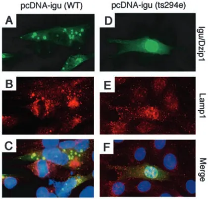 Fig. 7. Subcellular localization of Igu/Dzip1 proteins in culturedcells. (A-C) Transfection of a construct encoding the His-taggedIgu/Dzip1 protein into NIH3T3 cells