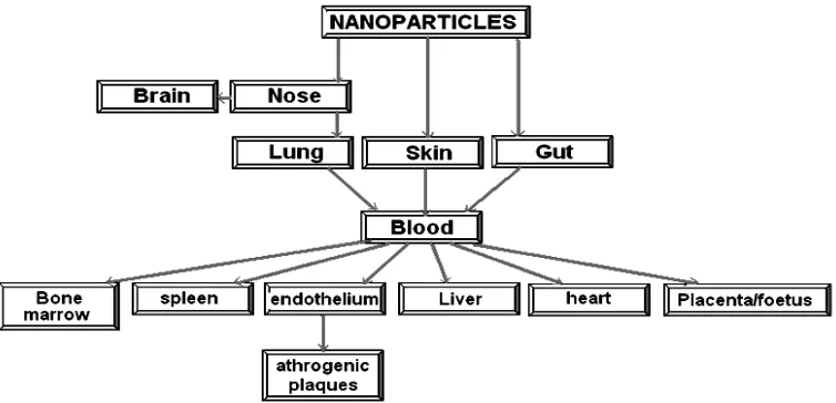 Fig. 2: Summary of the hypothetical toxicokinetic pathways for nanoparticels