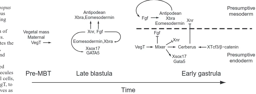 Fig. 7. Model for Mixerfunction in the early Xenopus