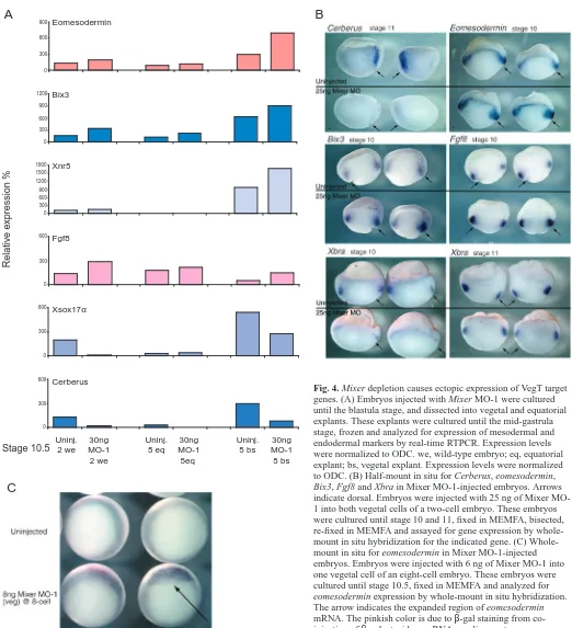 Fig. 4. Mixer depletion causes ectopic expression of VegT targetgenes. (A) Embryos injected with Mixer MO-1 were cultureduntil the blastula stage, and dissected into vegetal and equatorialexplants