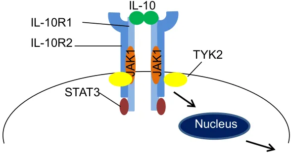 Figure 2. The IL-10 receptor complex (IL-10R). The IL-10R is comprised of two chains 