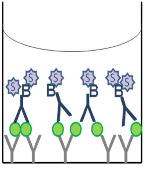 Figure 6. A schematic diagram of a Sandwich Enzyme-Linked Immunosorbent 