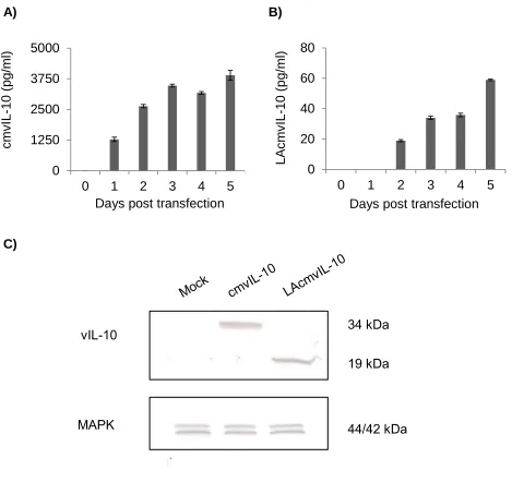 Figure 9. Detection of both isoforms during transfection.   Human embryonic kidney (HEK)-293 cells were transfected with pcDNA-cmvIL-10 or pcDNA-LAcmvIL-10