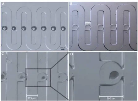 Figure 3. The trapping and immobilization capability of the microfluidic array