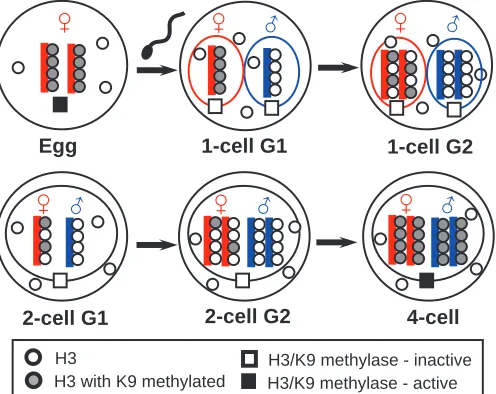 Fig. 8. Schematic of the hypothetical mechanism that generatesdifferent H3/K9 methylation patterns, so that the different parentalorigins of genomes are distinguished during early pre-implantationdevelopment