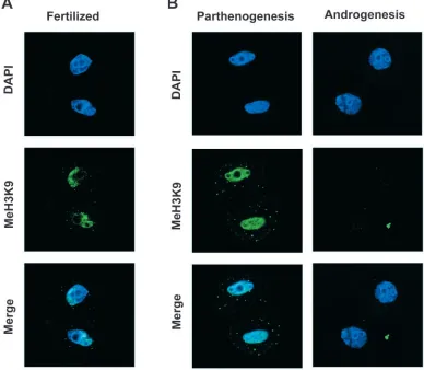 Fig. 3. Changes in the methylation levels of H3/K9 during the ﬁrst andsecond cell cycles of mouse embryos