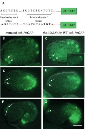 Fig. 8. T-box mediated anterior repression of at the same stage, for comparison. (E) Ectopic anteriorexpression around the 400-cell stage (arrows), comparableto that seen in (D)