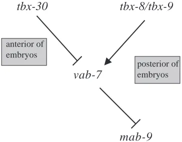 Fig. 9. MAB-9 localisation in the same stage (nomarski image on the left, (C),ﬂuorescence image on the right, (D))