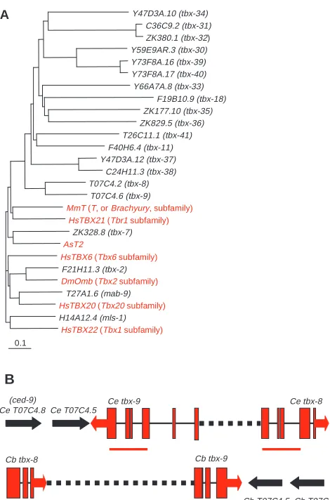 Fig. 1. Phylogenetic analysis of T-box genes. (A) Phylogenetic tree.for several genes to the right of drawn to scale)