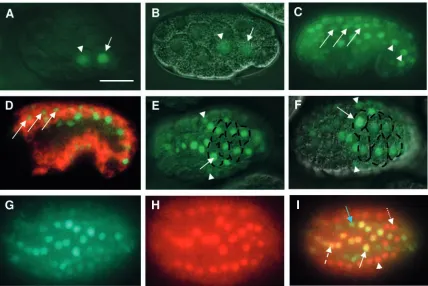Fig. 5. of and tbx-9::GFP. TBX-8::GFP (E) and TBX-9::GFP (F) can be seen in the nuclei of dorsal hypodermal cells undergoingarrows)