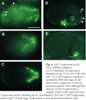 Fig. 6. vab-7 expression in tbx-8/tbx-9(RNAi) embryos.