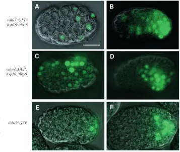 Fig. 7. Expression of contain the constructs, subject to the same heat treatmentregime