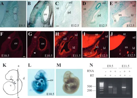 Fig. 1. Detection of Apaf1/and the surrounding mesenchyme at E9.5 (A), E10.5 (B) and E12.5 (D,E)