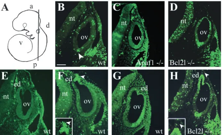 Table 1. Increase in cell death in Bcl2l mutant oticepithelium 