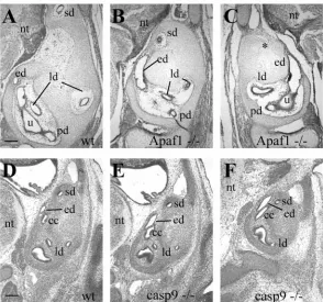 Fig. 4. Three-dimensional reconstructions ofthe inner ear epithelium at E13.5. Oticepithelium was reconstructed from serialsections through wild-type (A), Apaf1 (B) andBcl2l (C) mutant inner ears