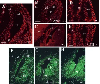 Fig. 7. Cell proliferation in Apaf1 and Bcl2l mutant otic epithelium. Proliferating cells weredetected with an anti-BrdU antibody staining of the developing inner ear at E11.5 (A-C), atE10.5 (D-E) and E12.5 (F-H) in wild-type (A,D,F,H), Apaf1 (B,G) and Bcl
