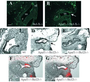 Fig. 8. Analysis of the inner ear in at E11.5. No apoptosis could be observed in the the closure defect in the double mutant otic vesicles
