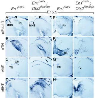 Fig. 8. Abnormal differentiation is maintained at laterstages in the ventral midbrain of conditional mutants.(A-H) Immunohistochemistry in sagittal (A-D) andfrontal (E-H) sections of E15.5 control andconditional mutant embryos with Pou4f1 (A,E), Th(B,F), I