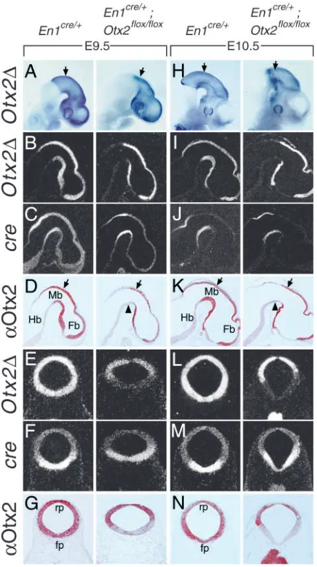 Fig. 1. Otx2(A-N)E9.5 and E10.5 with or processed for Otx2 immunodetection (D,G,K,N). The arrows inA,D,H,K indicate the approximate position of frontal sections; thearrowheads in D,K indicate the ventral midbrain where Otx2 is lost.Fb, forebrain; Mb, midbr