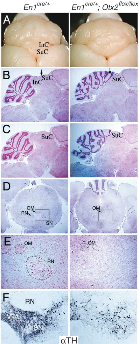 Fig. 2. Abnormalities in the adult brain of En1En1cre/+; Otx2ﬂox/ﬂoxmutants. (A-D) Midbrain and cerebellum of adult En1cre/+ andcre/+; Otx2ﬂox/ﬂox mice are compared in dorsal view (A), or insagittal (B,C) and frontal (D) Nissl-stained sections