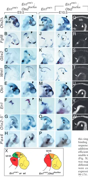 Fig. 3. MHB abnormalities in Otx2(X) Red, green, orange and yellow correspond to thehindbrain, posterior midbrain, anterior midbrain andforebrain, respectively