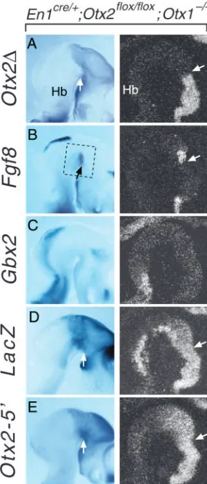 Fig. 4. En1shift of ventral expression of E10.5 cre/+; Otx2ﬂox/ﬂox; Otx1–/– triple mutants show anteriorFgf8