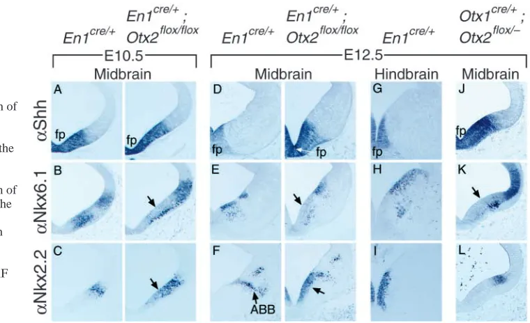 Fig. 6. Lack of Otx2 and increasedexpression of Shh affect the expression of