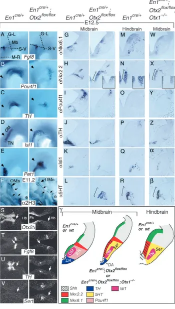 Fig. 7. Abnormalities in extent, identityhindbrain of control embryos (N,R). OMoculomotor nucleus; RN, red nucleus; Fb,forebrain; Mb, midbrain; Hb, hindbrain;TN, trochlear nucleus; OMn, oculomotornerve; e, eye; DA, dopaminergic cells;and fate of progenitor