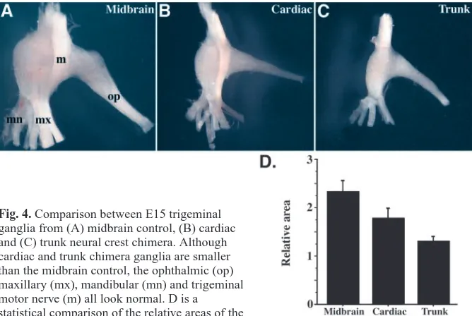 Fig. 4. Comparison between E15 trigeminalganglia from (A) midbrain control, (B) cardiacand (C) trunk neural crest chimera